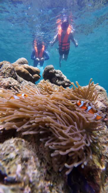 image n.36 of Koh Lipe: Longtail Boat Snorkeling Trip with Lunch activity in Gulf of Thailand, uploaded by supplier