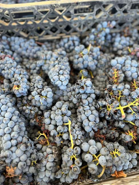 image n.27 of From Albufeira: Full-Day Wine Tasting Tour with a Guide activity in Monchique, uploaded by supplier