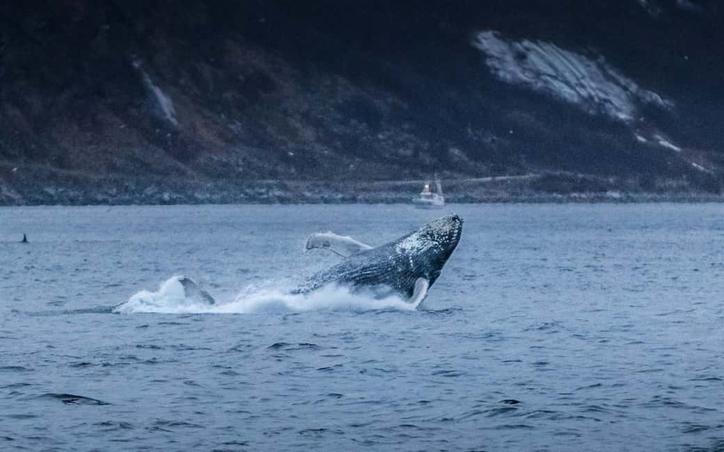 image n.9 of From Tromsø: Whale Watching Safari on High-Speed Catamaran activity in Barents Sea, uploaded by supplier