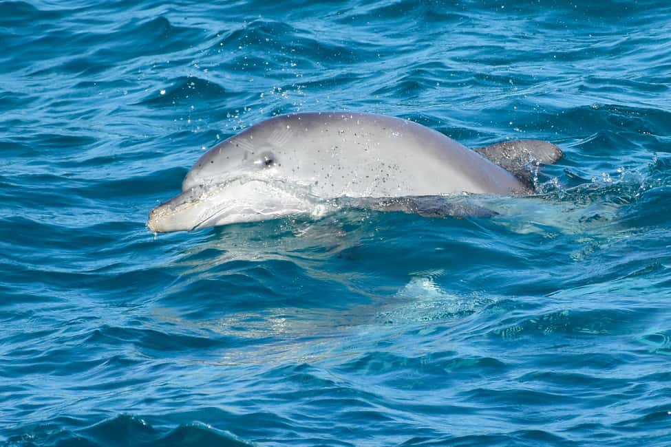 image n.18 of Brisbane: Stradbroke Island Tour - Beaches, Wildlife & Vibes activity in Brisbane, uploaded by supplier