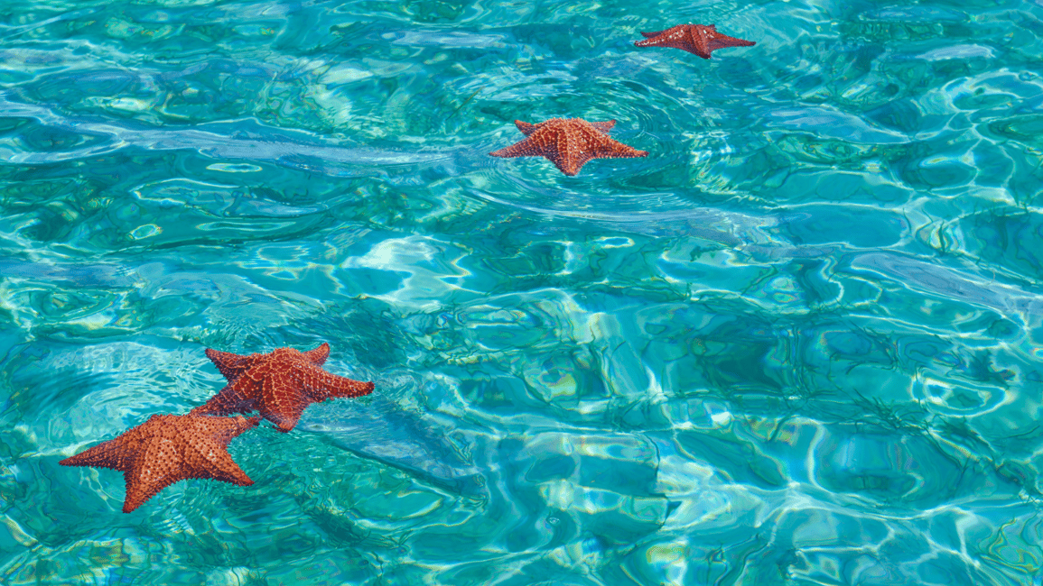 image n.10 of Punta Cana: Saona Island Tour & catamaran food & open Bar activity in Bayahibe, uploaded by supplier