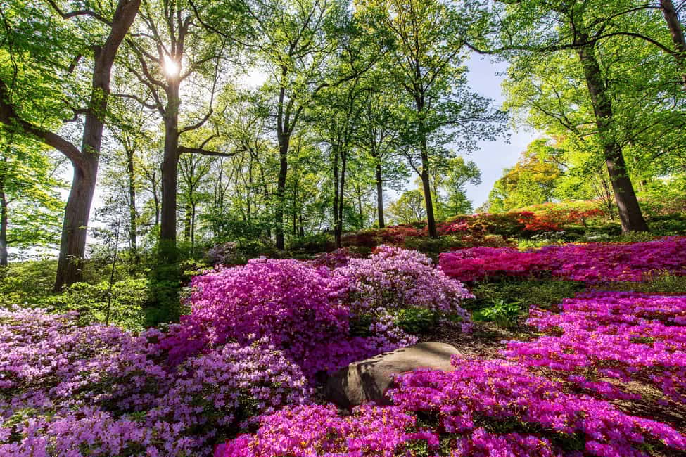 image n.10 of NYC: New York Botanical Garden Pass activity in New York City, uploaded by supplier