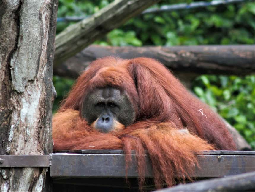 image n.4 of Singapore: Zoo & Night Safari Combos with Hotel Pick & Drop activity in Singapore, uploaded by supplier