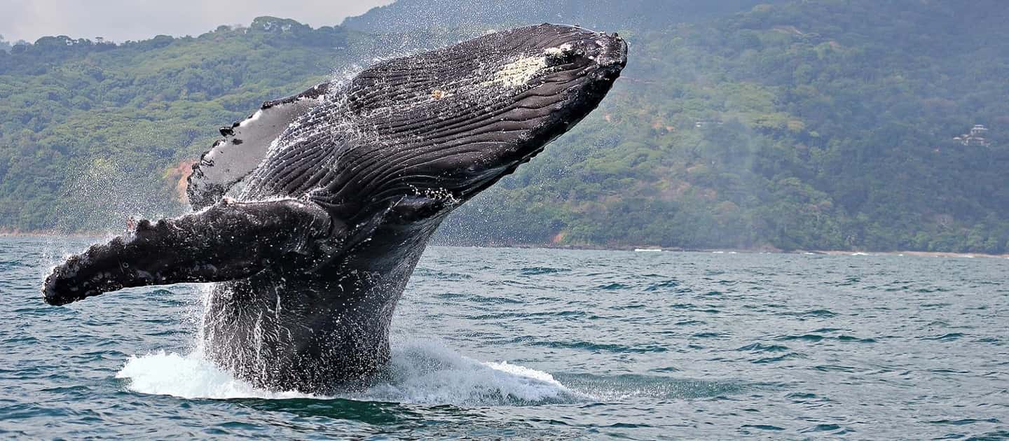 image n.3 of Uvita: Marino Ballena National Park Whale-Watching Tour activity in Jaco, uploaded by supplier