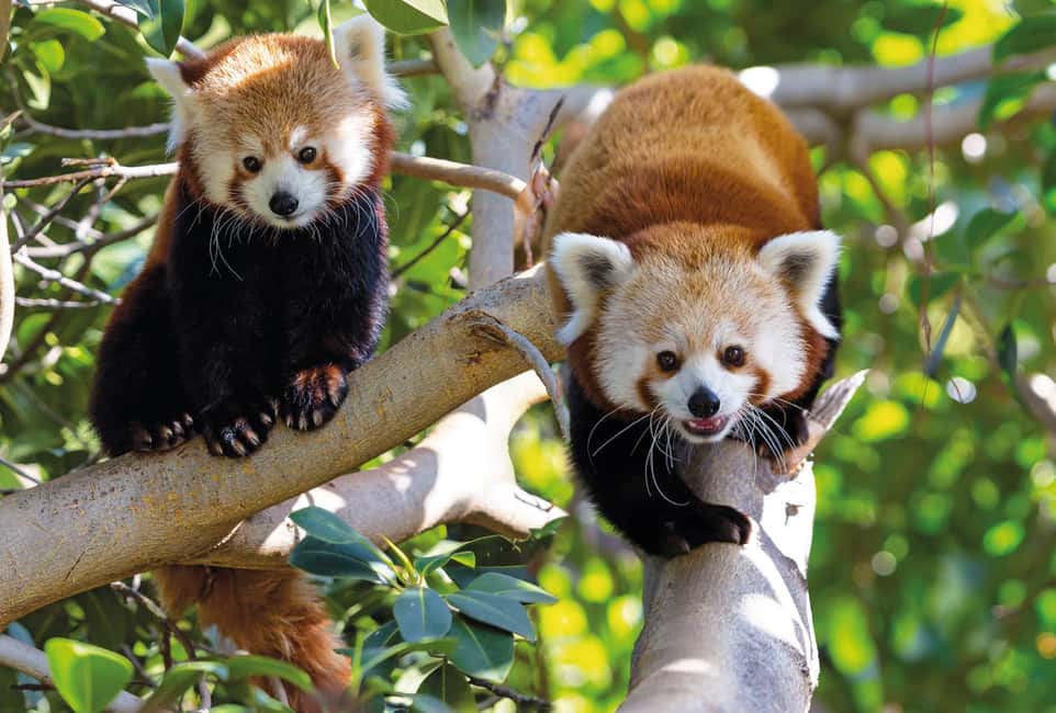 image n.4 of From Gran Canaria: Day Trip to Loro Parque Tenerife activity in Puerto de la Cruz, uploaded by supplier