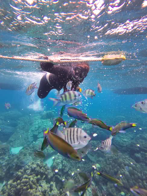 image n.41 of Koh Lipe: Longtail Boat Snorkeling Trip with Lunch activity in Gulf of Thailand, uploaded by supplier