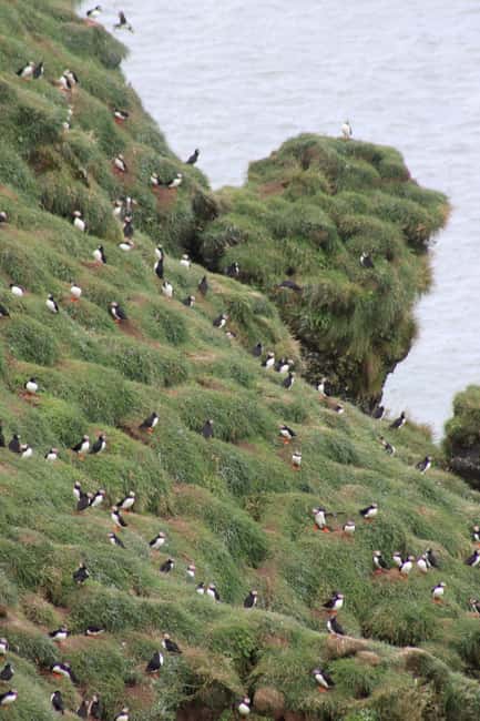 image n.8 of Stykkishólmur: Puffin and Wildlife Boat Tour activity in Stykkishólmur, uploaded by supplier
