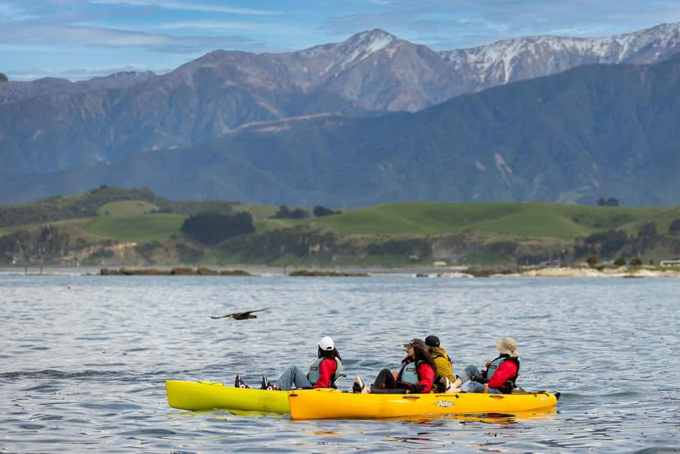 image n.12 of Kaikoura: Seal-Watching Pedal Kayak Tour activity in Kaikoura, uploaded by supplier