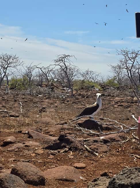 image n.1 of North Seymour Island: Full-Day Tour in Galapagos activity in Galápagos Islands, uploaded by supplier