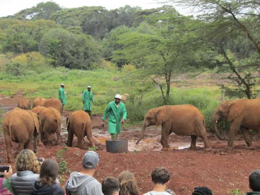 image n.14 of Nairobi: National Park & Optional Elephants & Giraffe Center activity in Nairobi, uploaded by supplier