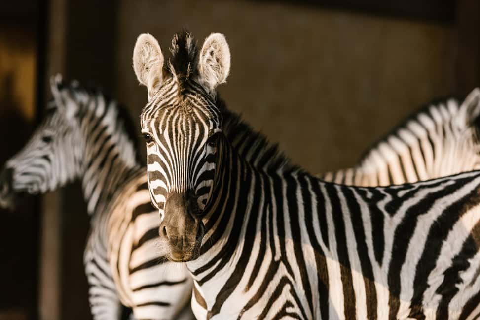 image n.2 of From Krakow: Zoo Trip with Private Luxury Transfer activity in Krakow, uploaded by supplier