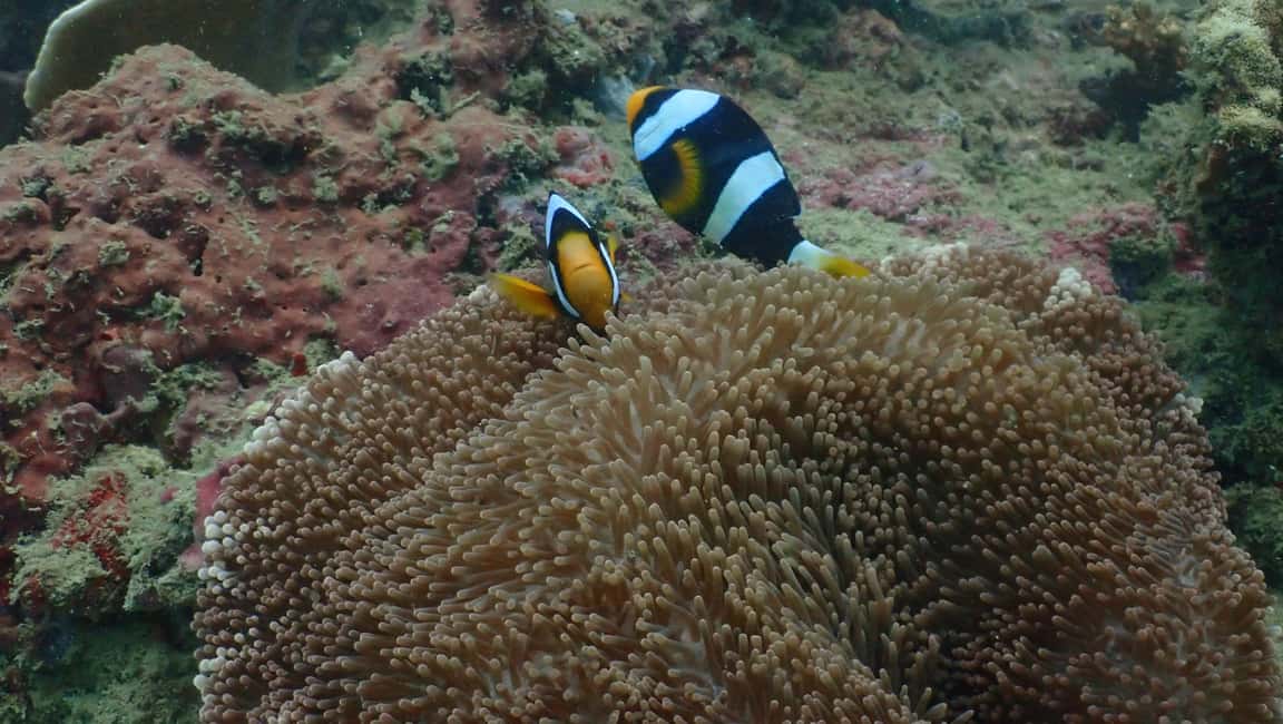 billede nr.11 af aktiviteten Ko Phi Phi Don: Dagsudflugt med speedbåd og hajsnorkling i Thailandbugten, uploadet af udbyder