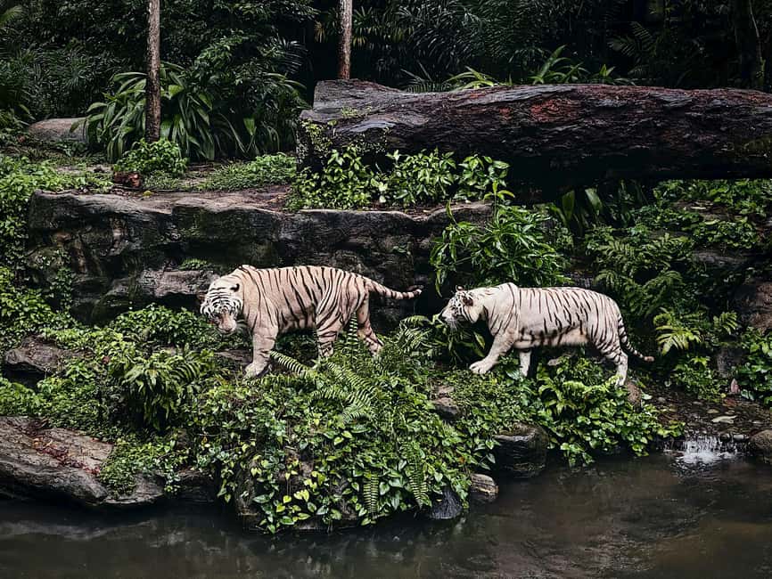 image n.8 of Singapore: Zoo & Night Safari Combos with Hotel Pick & Drop activity in Singapore, uploaded by supplier