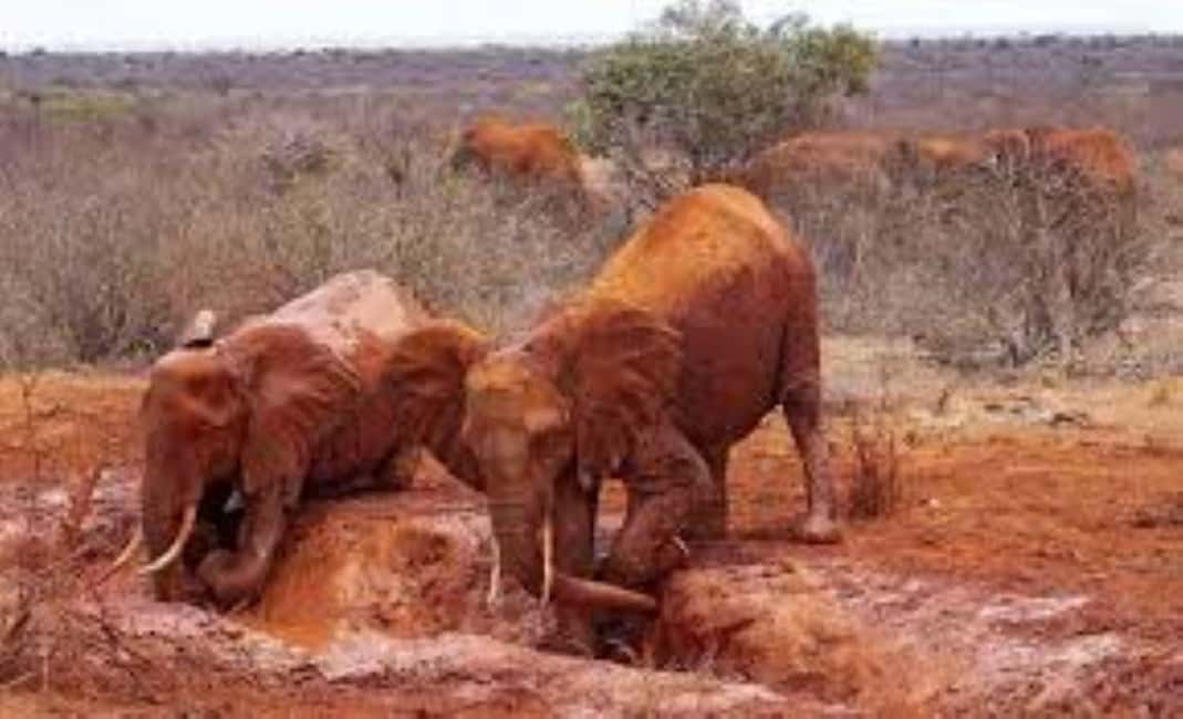 image n.96 of 2-Days Wildlife Safari to Tsavo East & Tsavo West Park activity in Coast Province, uploaded by supplier