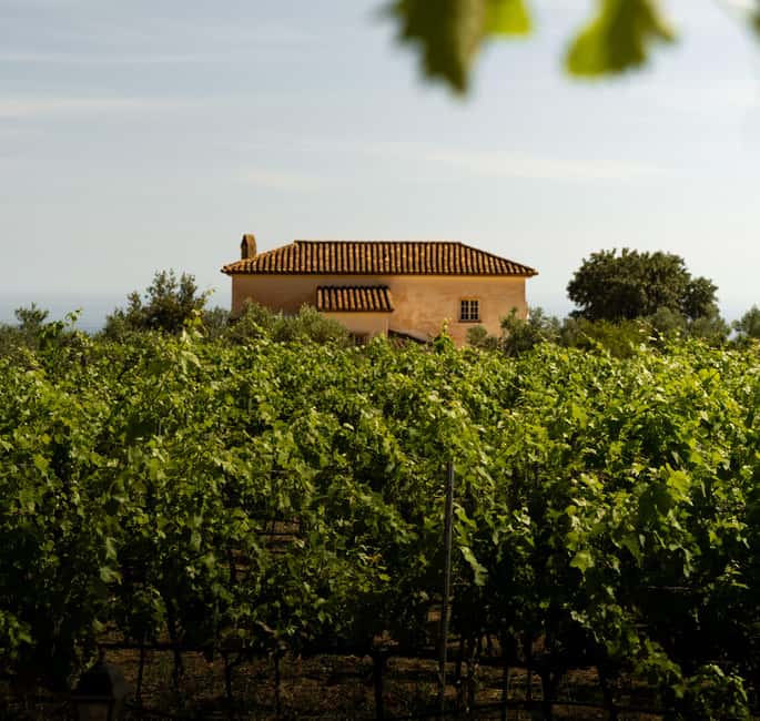 imagen n.º 12 de Málaga: Visita a viñedos y bodegas con 6 vinos de primera y tapas actividad en Málaga, subida por el proveedor