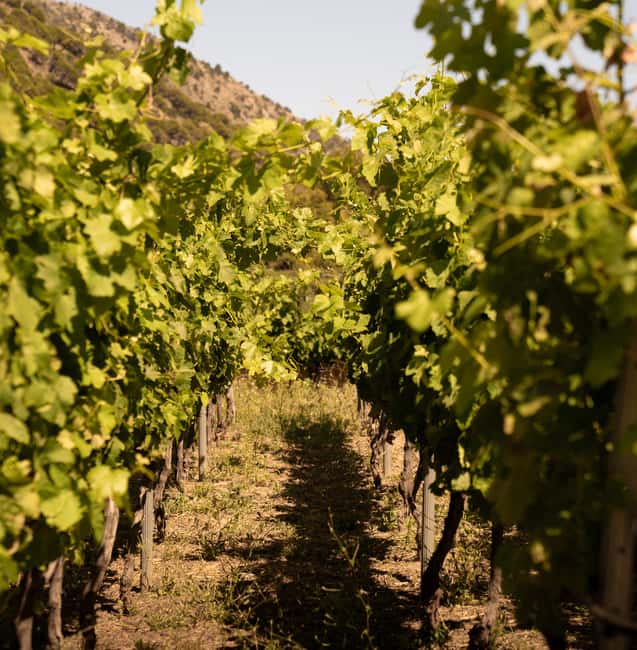 imagen n.º 13 de Málaga: Visita a viñedos y bodegas con 6 vinos de primera y tapas actividad en Málaga, subida por el proveedor