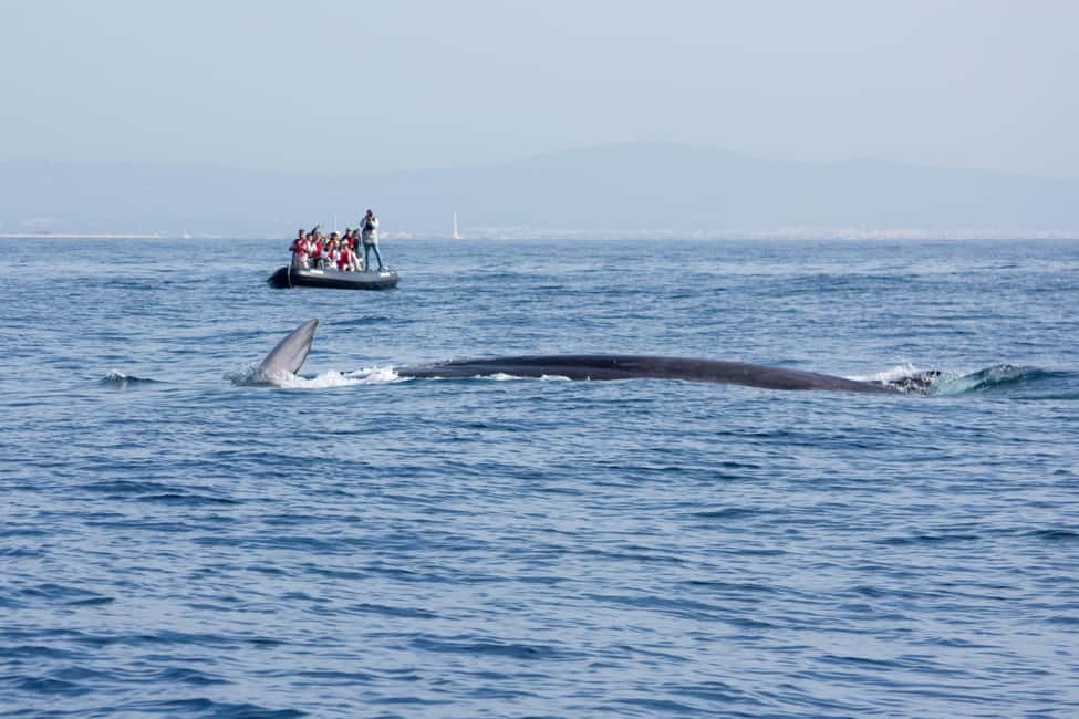 Bild Nr. 5 von Faro: Delfin- und Wildtierbeobachtung im Atlantischen Ozean Aktivität in Algarve, hochgeladen vom Anbieter
