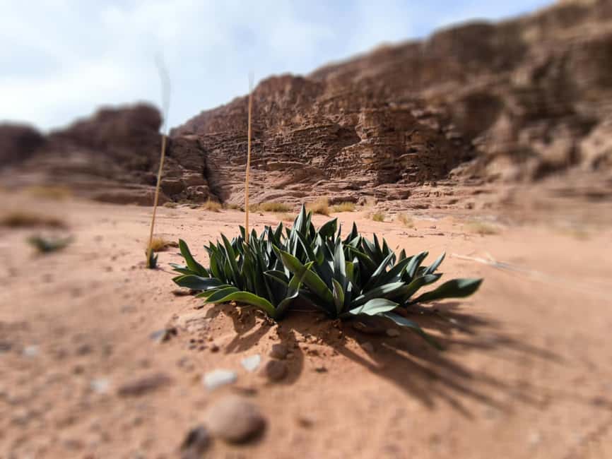bild nr.14 av WADI RUM: Halvdagsutflykt i JEEP på morgonen eller i solnedgången aktivitet i Akaba, uppladdad av arrangören