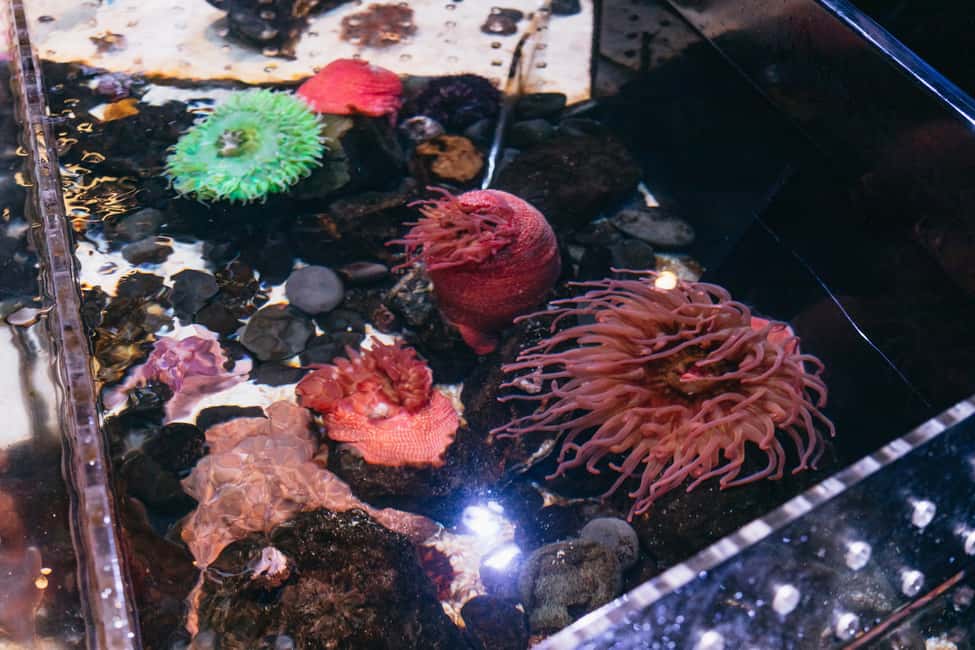 Bild Nr. 19 von Das Florida Aquarium Ticket Aktivität in Tampa, hochgeladen vom Anbieter