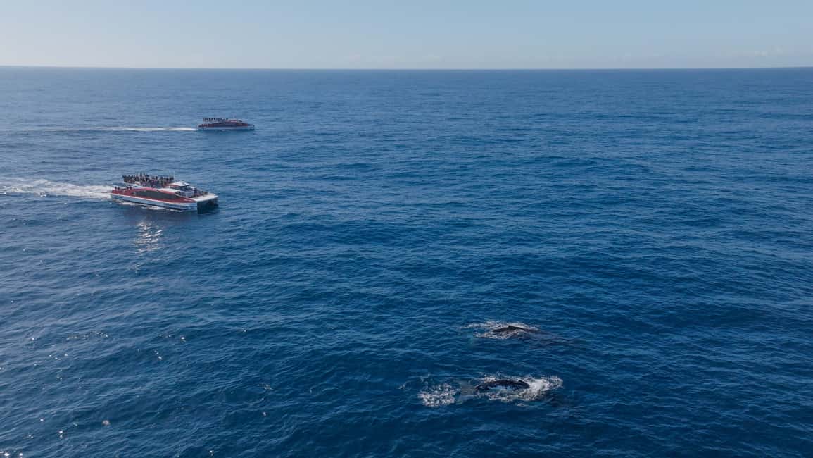 image n.10 of Sydney: Whale Watching Cruise & Wildlife Experience activity in Sydney, uploaded by supplier