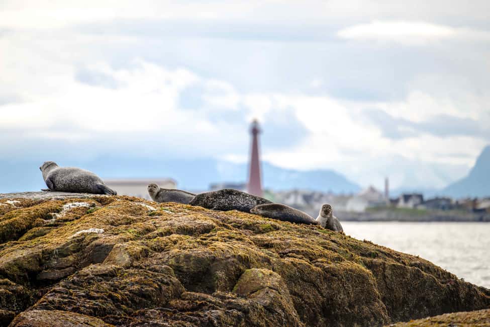image n.9 of Bleik: Whale Watching by Speedboat with Puffins and Muffins activity in Nordland County, uploaded by supplier