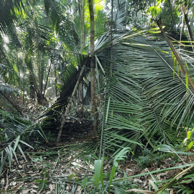 imagen n.º 8 de Manaos: 2, 3 ó 4 días en la Experiencia Supervivencia Amazónica actividad en Manaos, subida por el proveedor