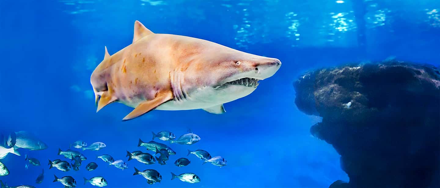 afbeelding n.2 van Mallorca: Toegangbewijs Palma Aquarium met Optionele 3D Bioscoop activiteit in Palma de Mallorca, geüpload door aanbieder