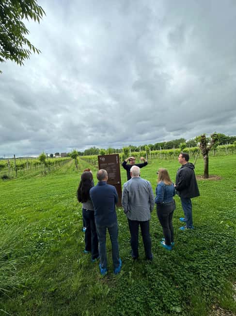 Immagine nº 17 di Il tour completo dell'Amarone: 2 cantine, pranzo e approfondimento sull'Amarone attività a Verona, caricata dal fornitore