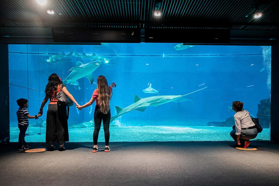 Image N°3 de Aquarium de Gênes + Focaccia activité à Gênes, publiée par le prestataire