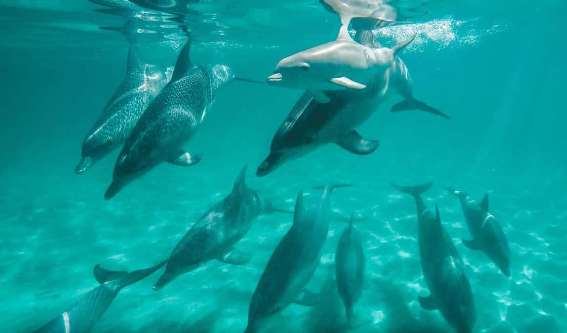 image n.3 of Perth: Swim with Wild Dolphins Tour activity in Perth, uploaded by supplier