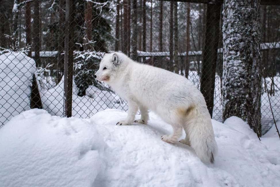bild nr.6 av Rovaniemi: Ranua Zoo Wildlife Park Tour med upphämtning från hotell aktivitet i Norra Österbotten, uppladdad av arrangören