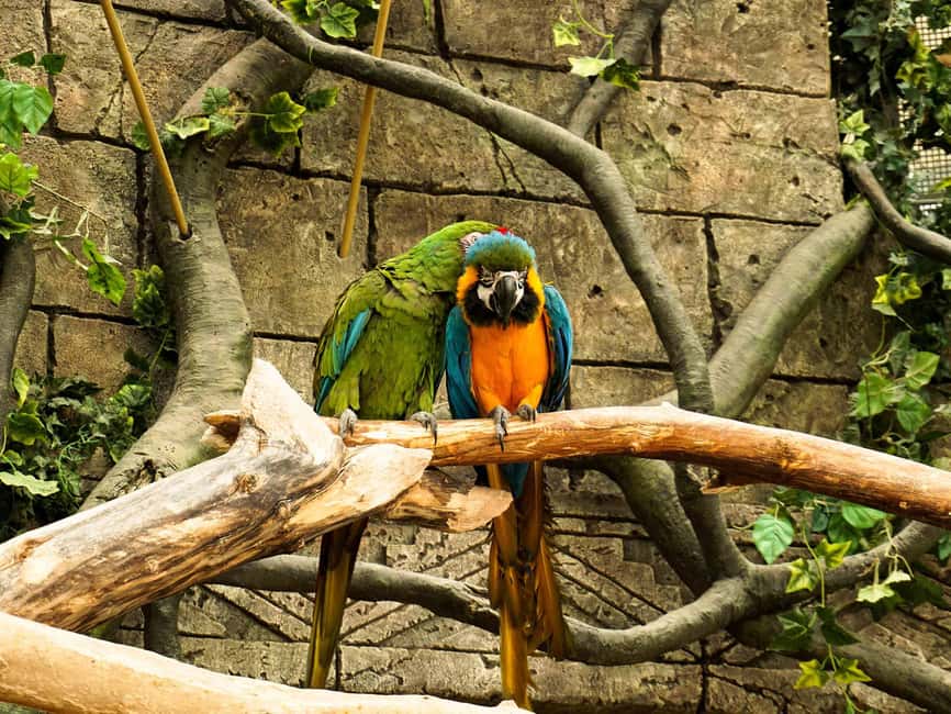 изображение номер 5 мероприятия Живая природа из Куско: 3 дня Manu Jungle все включено в городе Куско (регион), загруженное организатором