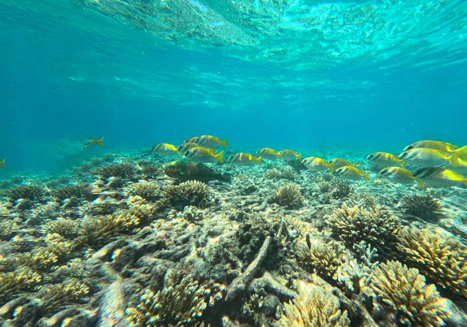 billede nr.18 af aktiviteten Privat charterbåd rundt i snorkelparadiset Koh Tao i Ko Tao, uploadet af udbyder