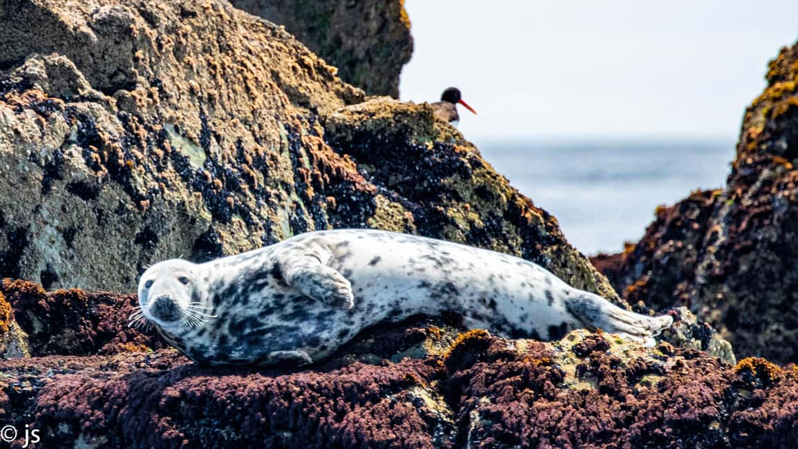 Obraz nr 5 z atrakcji Dingle: Wonders of Blasket Islands Sea Life Wycieczkowy rejs łodzią w Munster, przesłany przez organizatora