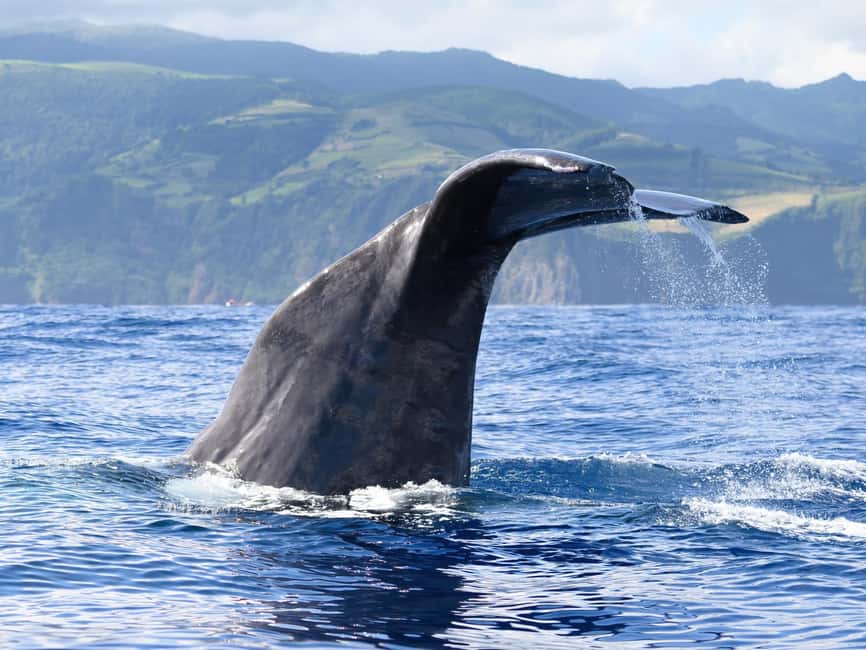 image n.21 of Rabo de Peixe: Sperm Whale Sanctuary Expedition activity in Ribeira Grande, uploaded by supplier