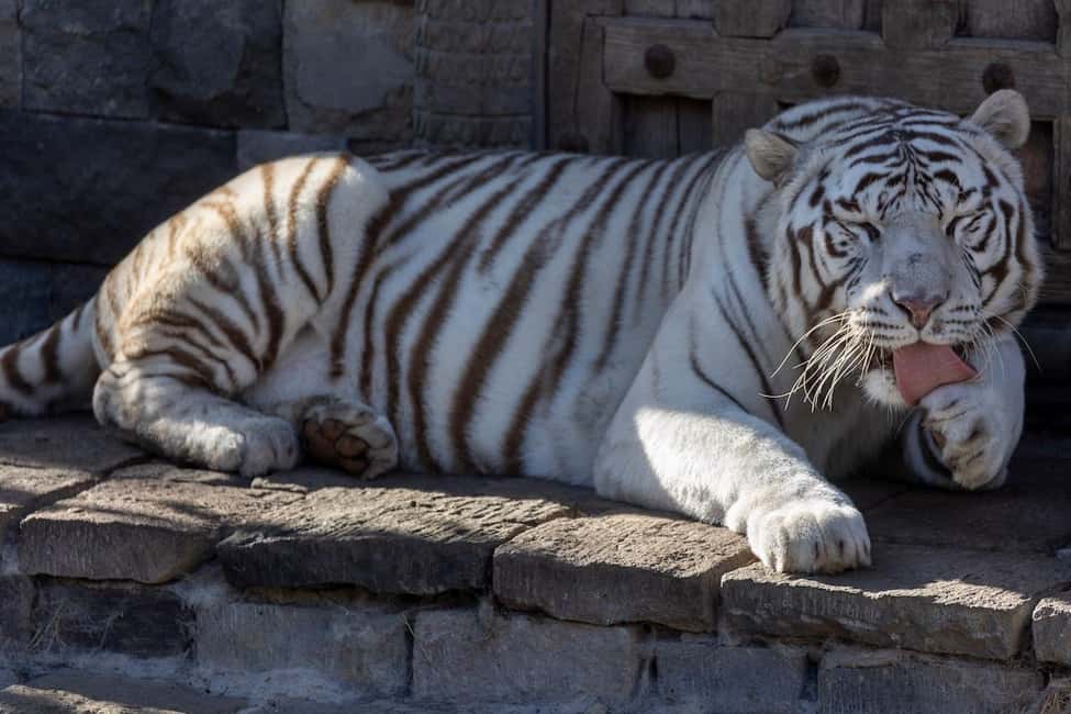 image n.3 of Brugelette: Pairi Daiza Zoo Entry Ticket activity in Brugelette, uploaded by supplier
