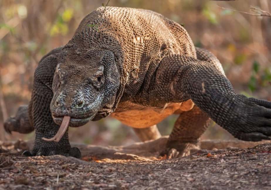 image n.1 of Komodo Island: Private 3-Day Tour with Boat and Hotel Stay activity in East Nusa Tenggara, uploaded by supplier