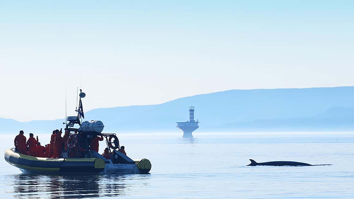 Obraz nr 11 z atrakcji Tadoussac/Charlevoix: Wycieczka zodiakalna z obserwacją wielorybów w Tadoussac, przesłany przez organizatora