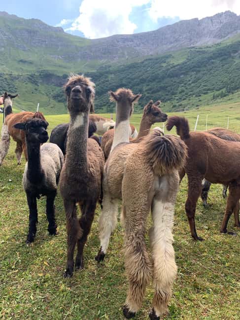 Bild Nr. 19 von Triesenberg: Spaziergang mit Lamas in den Bergen Aktivität in Triesenberg, hochgeladen vom Anbieter