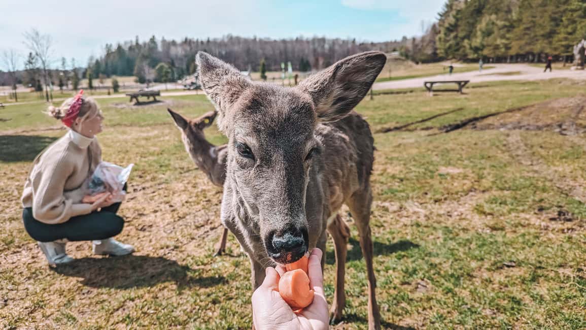 imagem n.12 de Otava: Safari privado de aventura na vida selvagem no Parc Omega atividade em Montebello, carregada pelo fornecedor