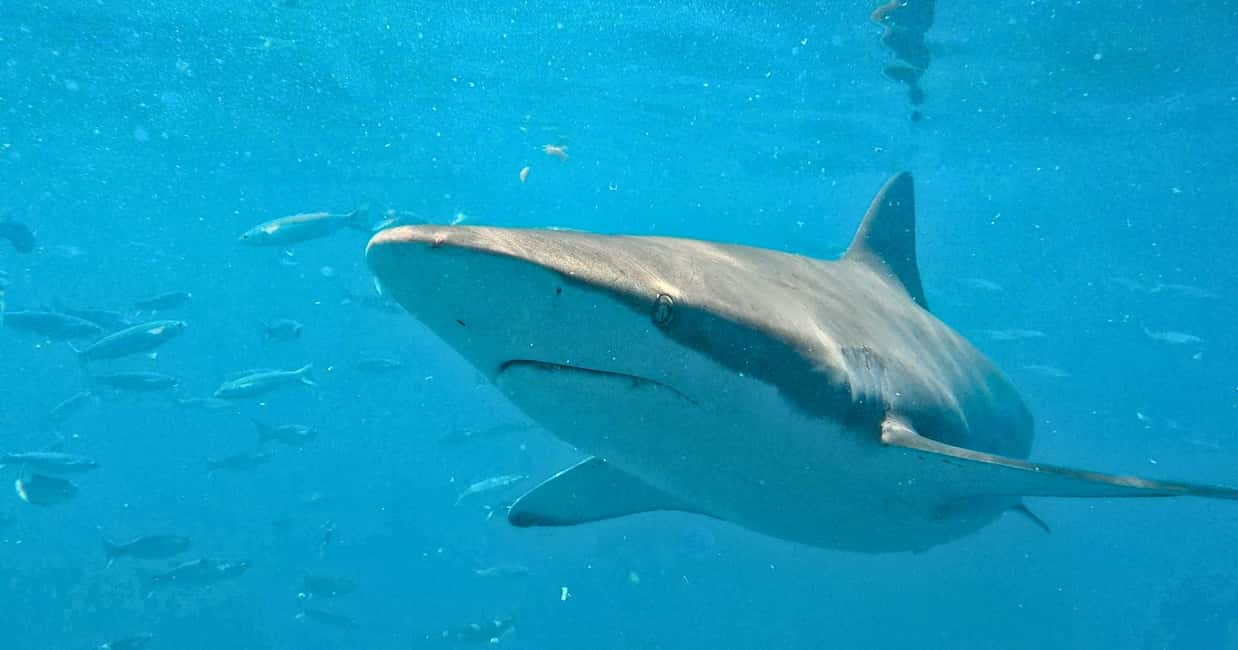 image n.4 of Cape Town: Gansbaai Eco-Friendly Shark Cage Diving Cruise activity in Cape Town, uploaded by supplier