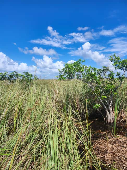 bild nr.5 av Miami: Everglades Airboat Eco Tour med lyxig transport aktivitet i Florida, uppladdad av arrangören