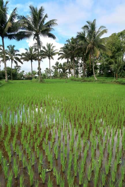 image n.6 of Lombok: Tetebatu Village and Rice Fields Guided Tour activity in West Nusa Tenggara, uploaded by supplier