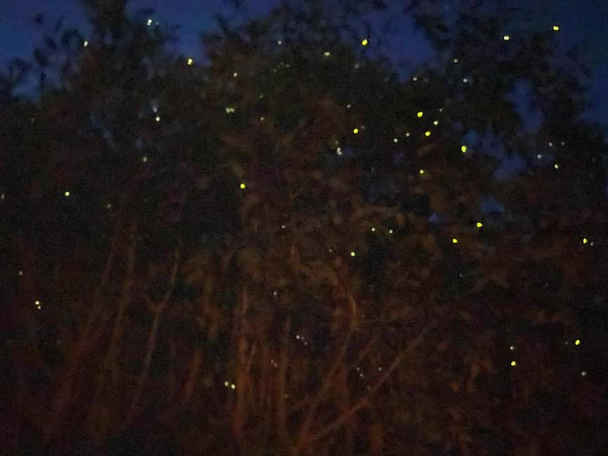 billede nr.1 af aktiviteten Kuala Lumpur: Kuala Selangor Fireflies and Blue Tears Tour i Kuala Selangor, uploadet af udbyder