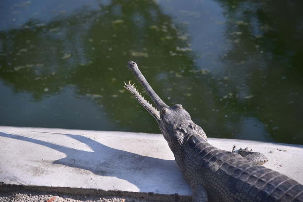 image n.28 of From Kathmandu/Pokhara: 3 Day All-Inclusive Chitwan Safari activity in Pashchimanchal, Western Region, uploaded by supplier