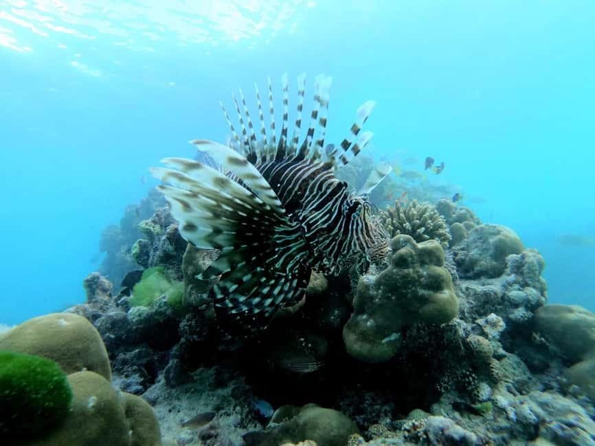 image n.12 of Praslin: Coco Felicite & La Digue Island Full-Day Boat Trip activity in Mahé, uploaded by supplier