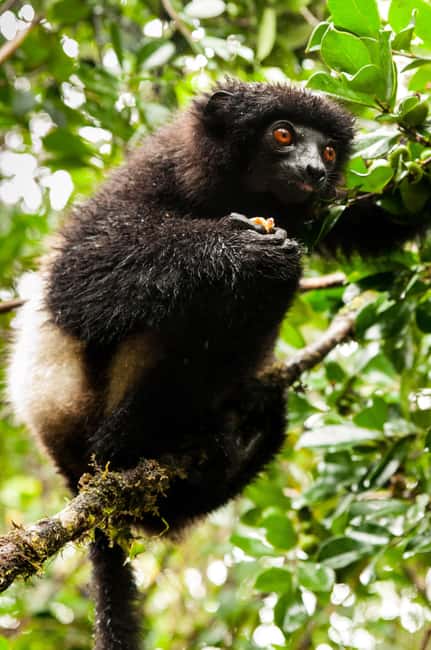 Bild Nr. 5 von 5 Tage wilde Flucht: Ranomafana Abenteuer von Antananarivo aus Aktivität in Haute Matsiatra, hochgeladen vom Anbieter