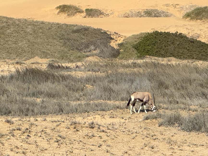 image n.15 of Walvisbay: Sandwich Harbour 4x4 Tour-Unparalleled Experience activity in Erongo, uploaded by supplier