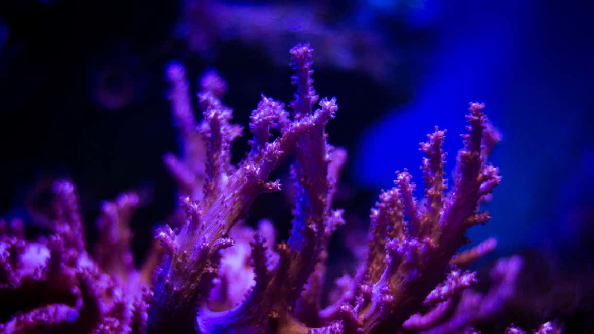 image n.7 of La Paz: Coral Farm Snorkel Tour activity in La Paz, Mexico, uploaded by supplier