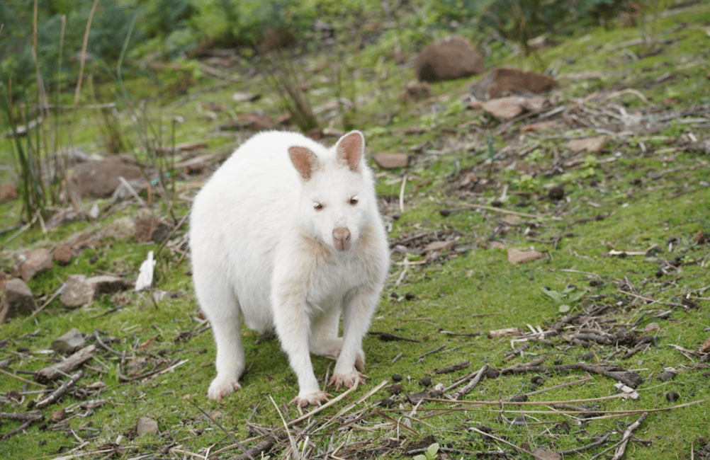 image n.3 of Signature Bruny Island Tour - Hobart & SE Tasmania activity in Tasmania, uploaded by supplier